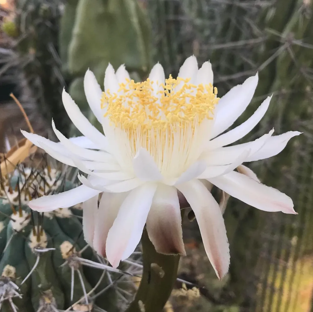 Stetsonia Coryne