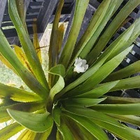 STRATIOTES ALOIDES (CACTUS DE APA)