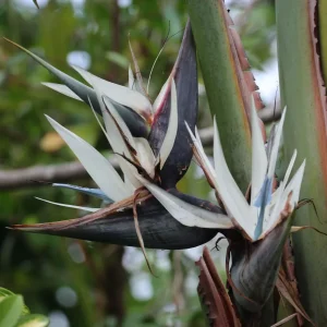 Strelitzia Nicolai D9 - Pasarea Paradisului
