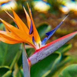 Strelitzia reginae - flowering size