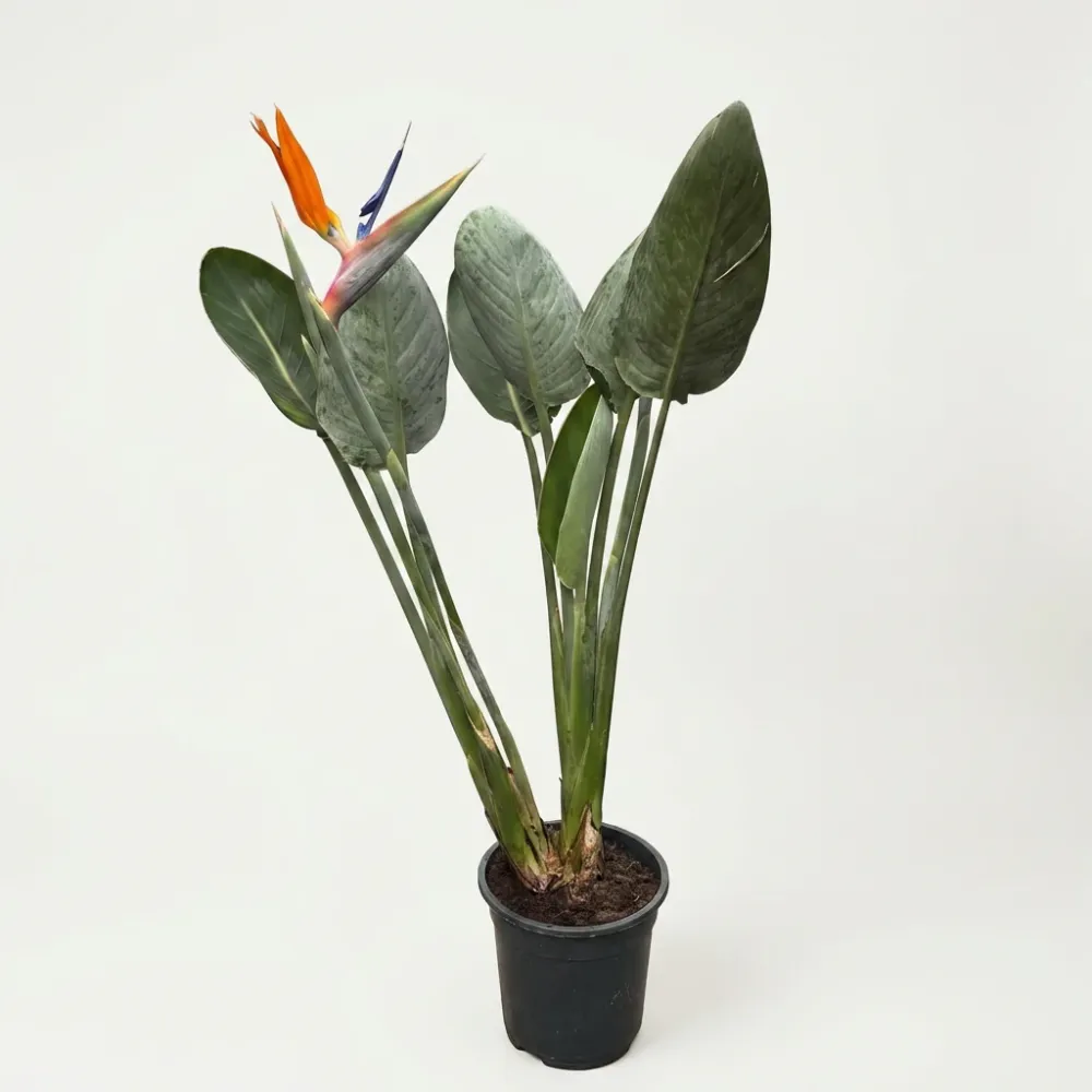 Strelitzia reginae - flowering size