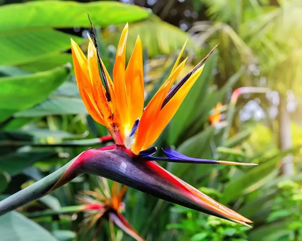 Strelitzia reginae - flowering size