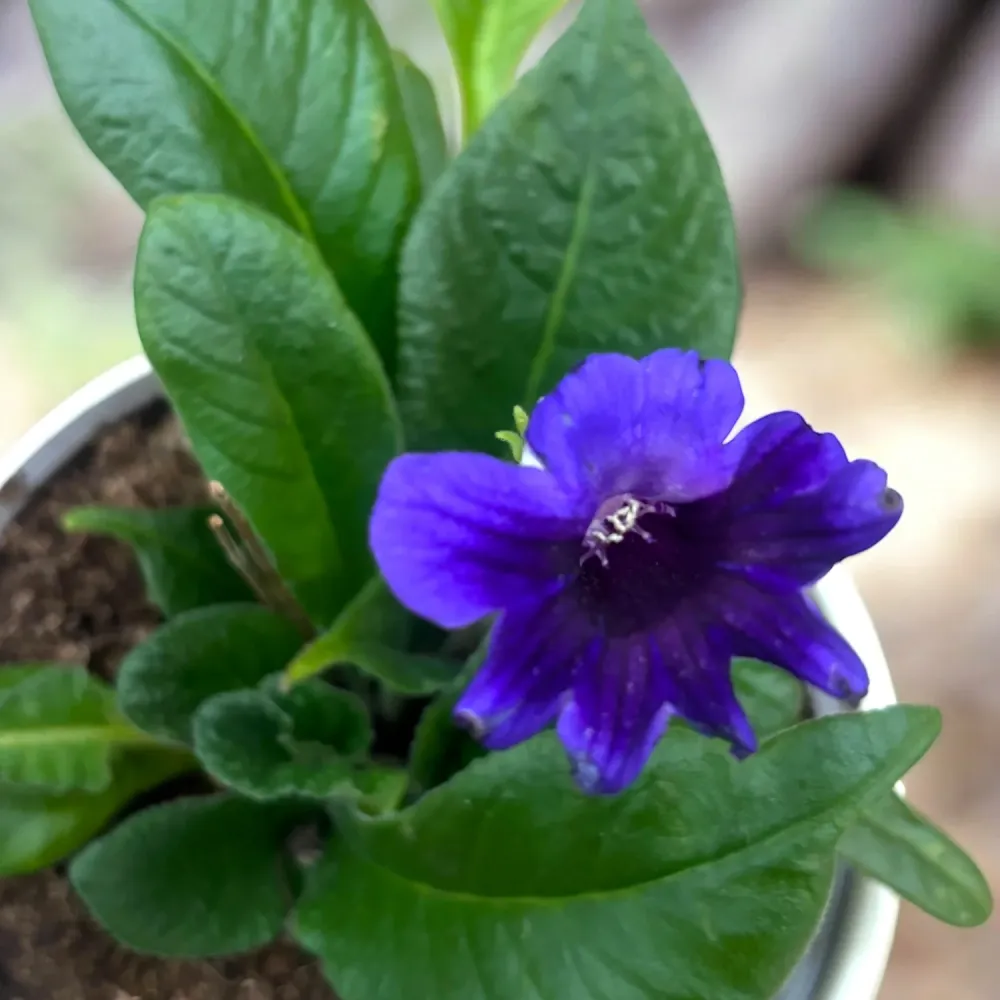 Streptocarpus Aladin