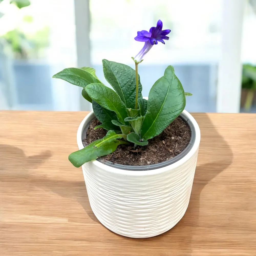 Streptocarpus Aladin