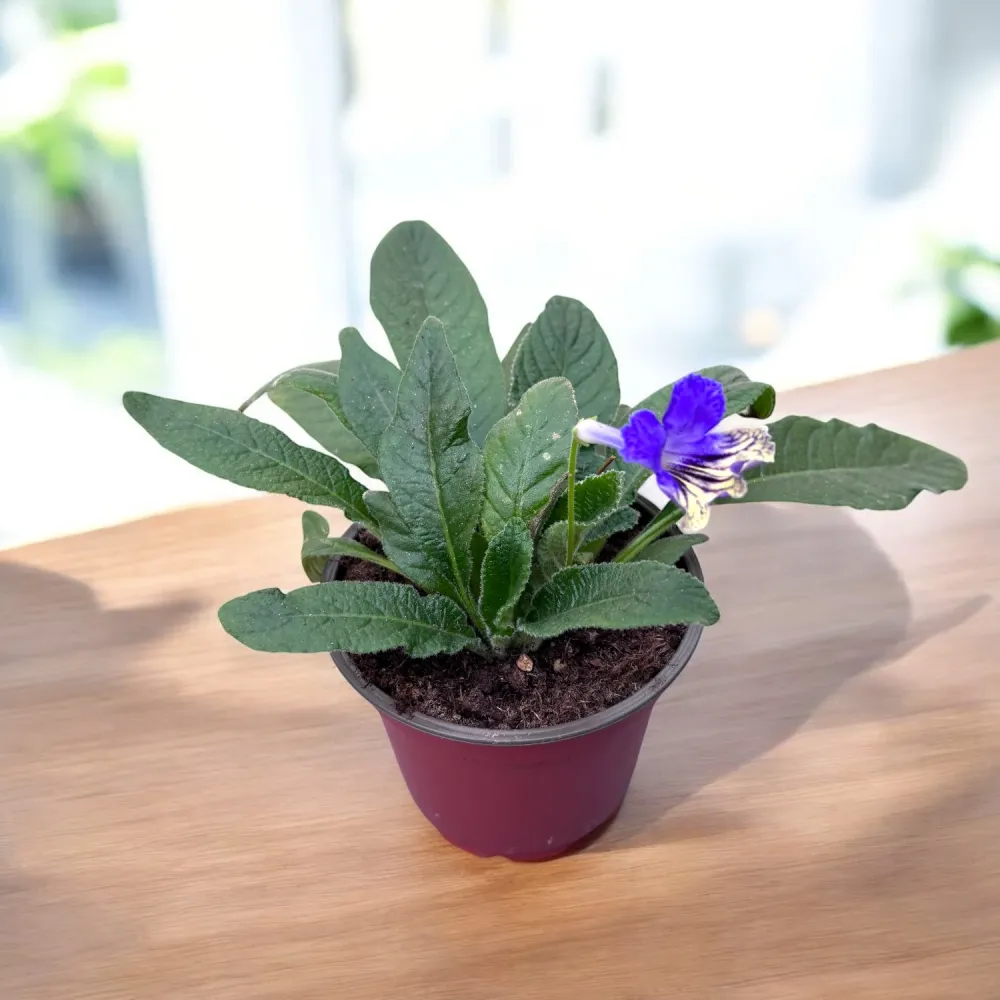 Streptocarpus Alexis