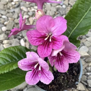 Streptocarpus Arosa flori roz
