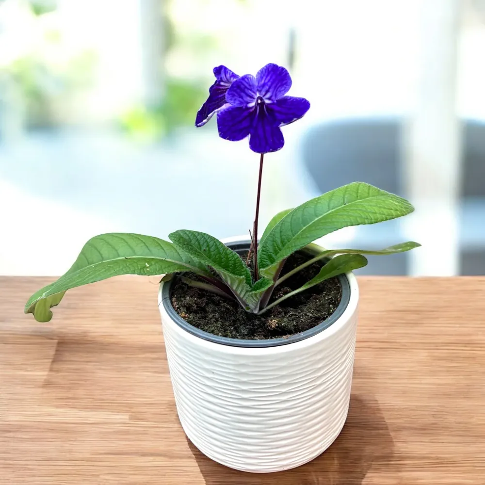 Streptocarpus 'Denim'