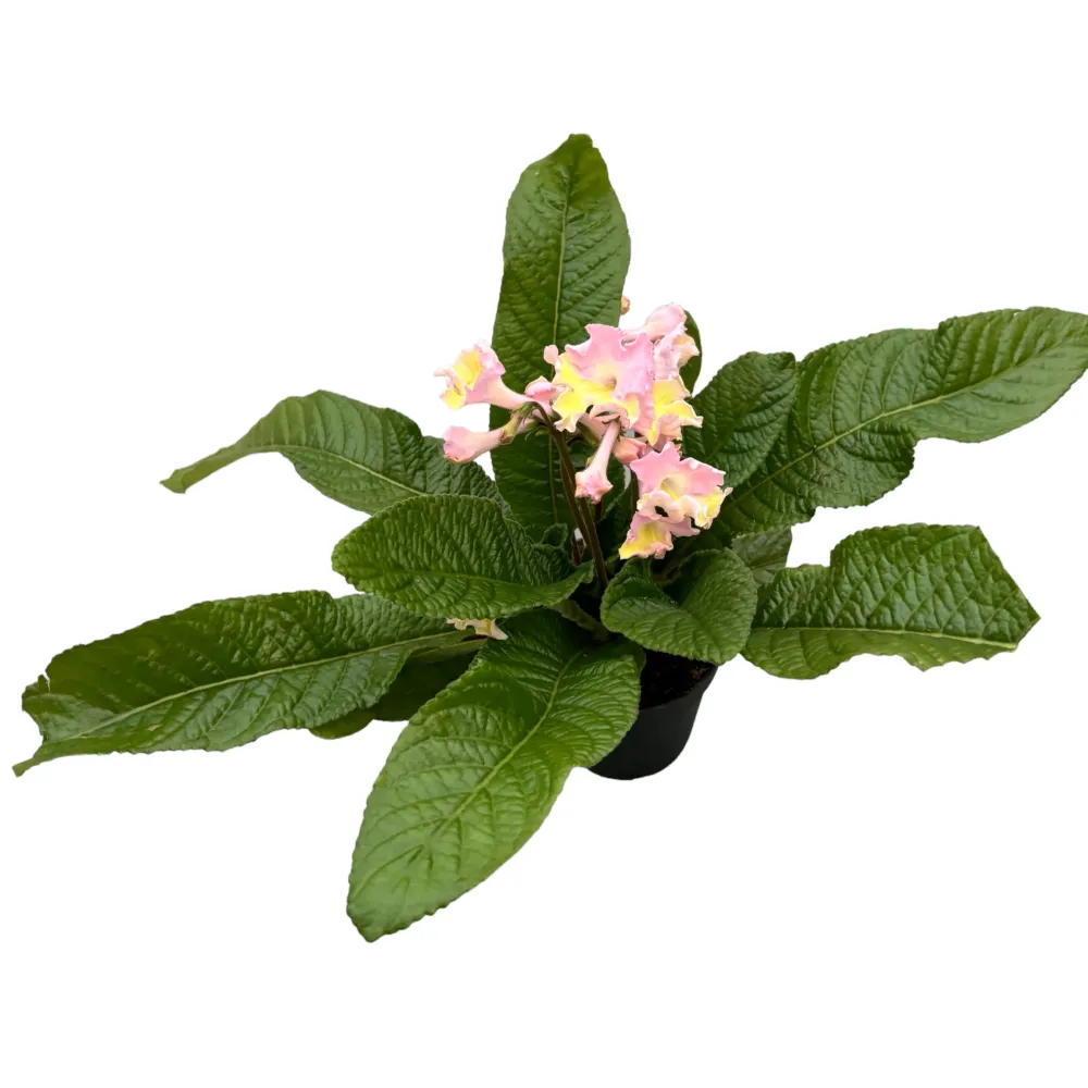 Streptocarpus ‘Flavia’