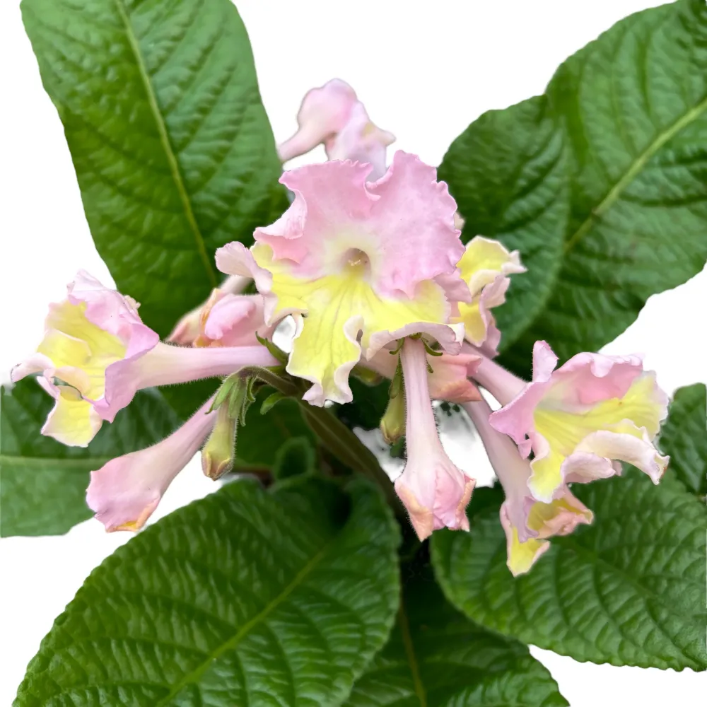 Streptocarpus ‘Flavia’
