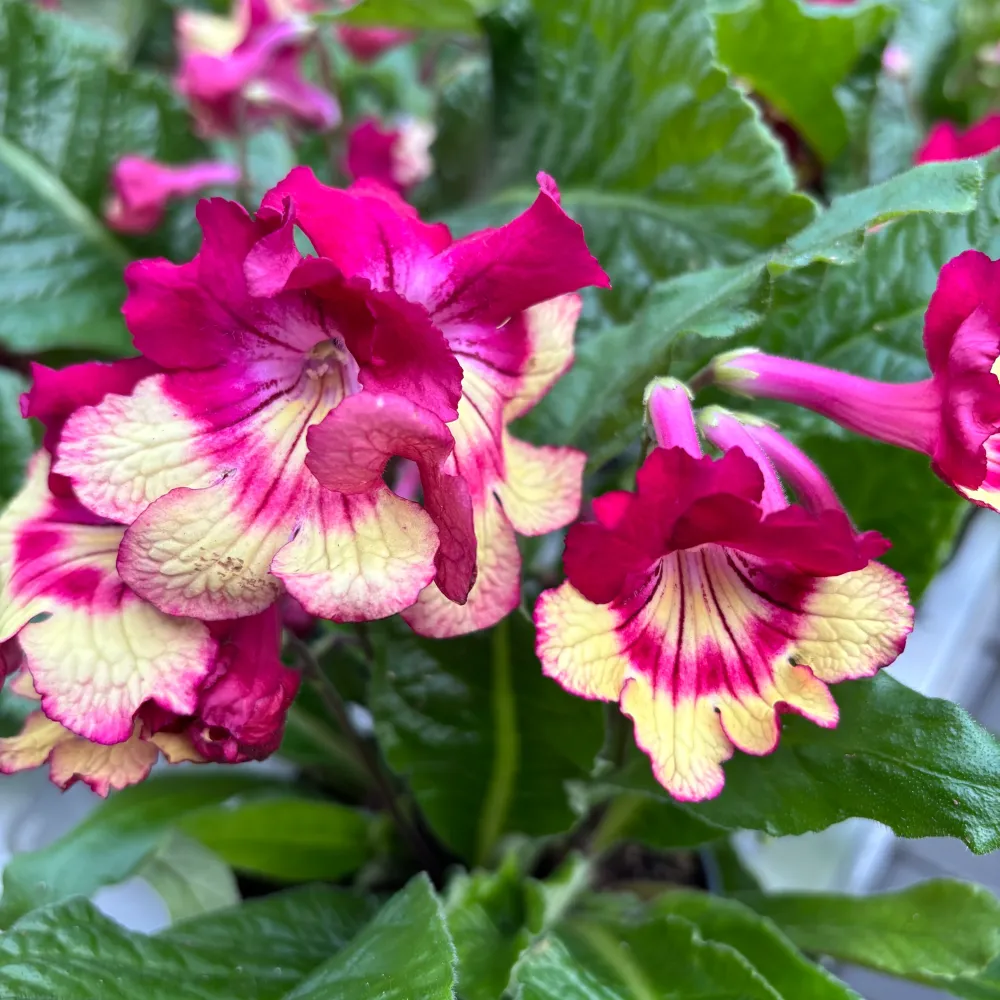 Streptocarpus ‘Merlin’