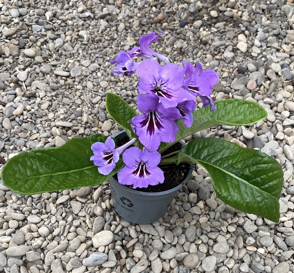 Streptocarpus mov