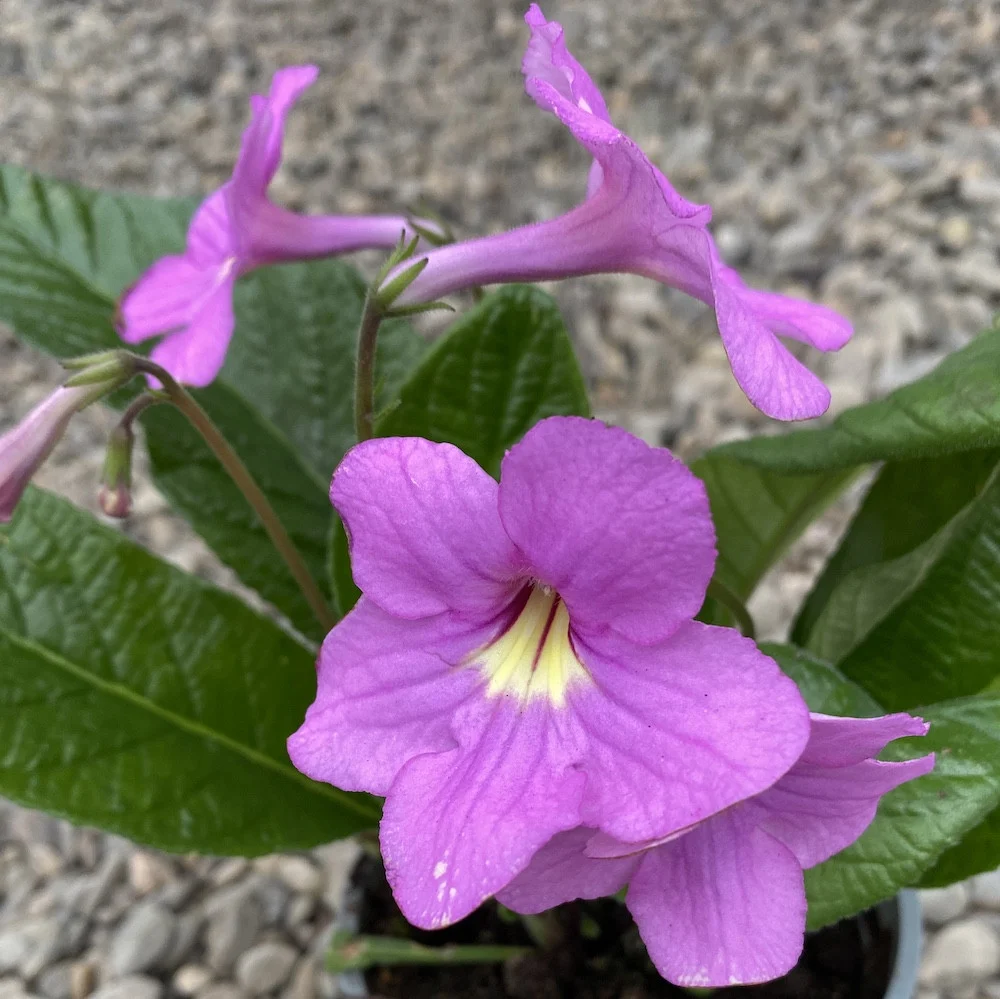 Streptocarpus roz pal