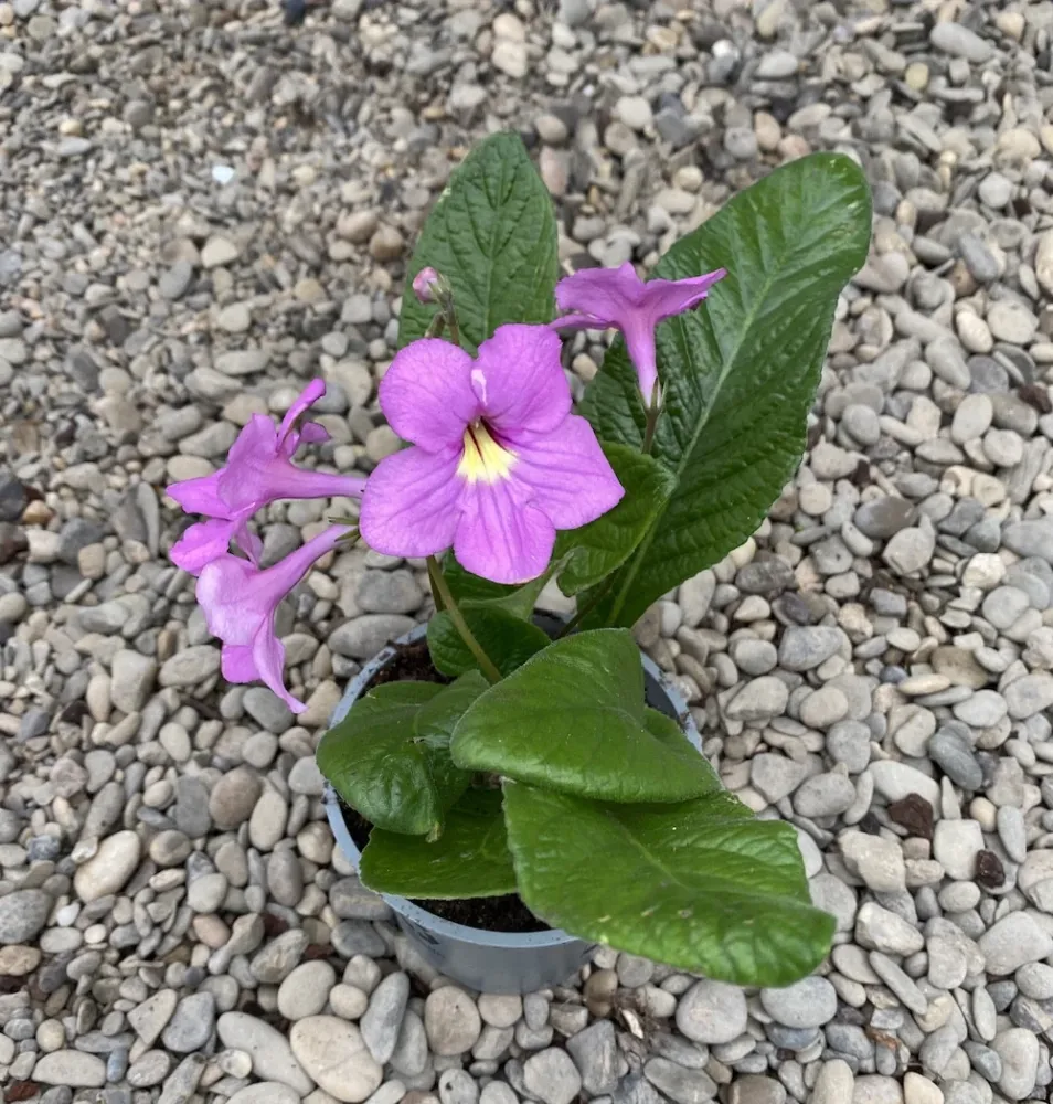Streptocarpus roz pal