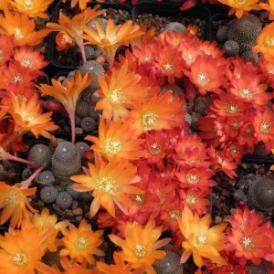 Sulcorebutia Heliosa