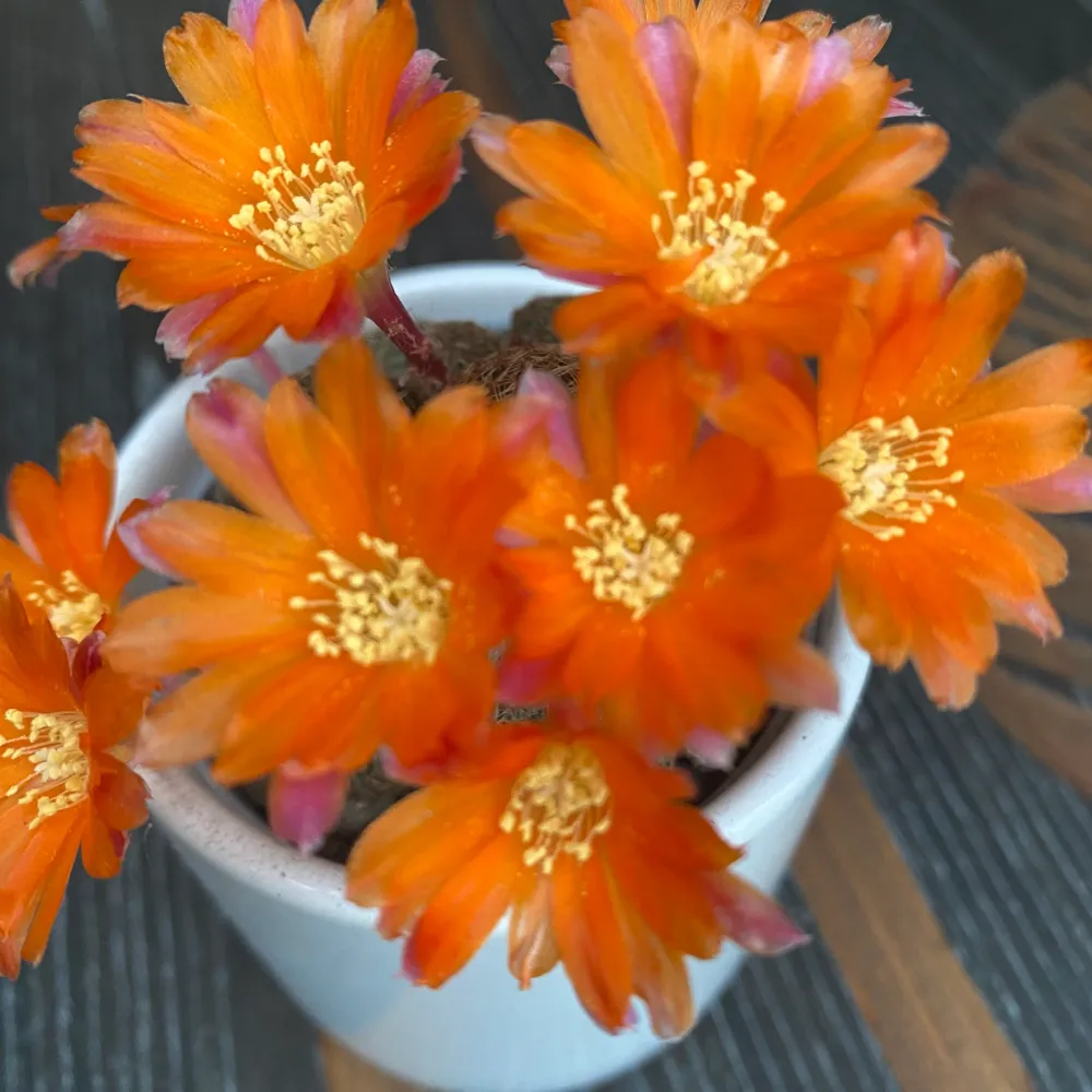 Sulcorebutia Heliosa