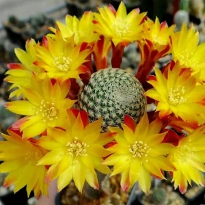 Sulcorebutia Heliosoides