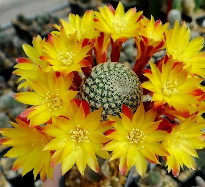 Sulcorebutia Heliosoides