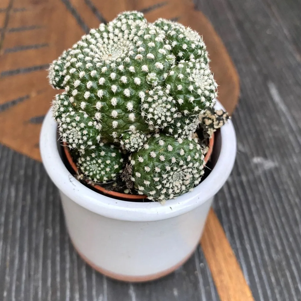 Sulcorebutia Heliosoides