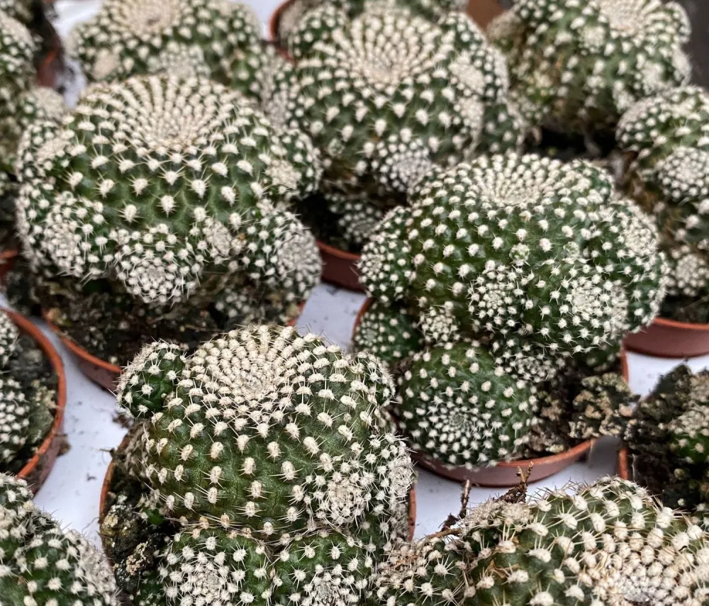 Sulcorebutia Heliosoides