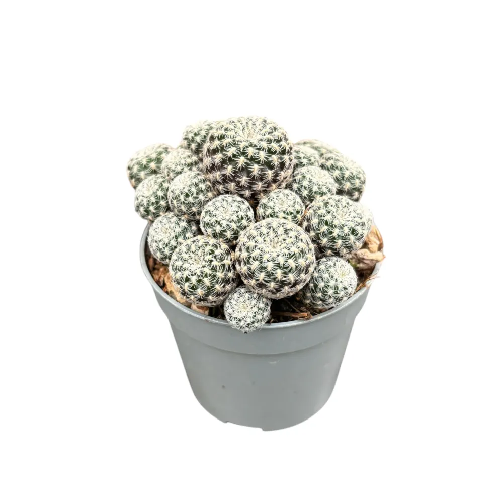 Sulcorebutia Langeri