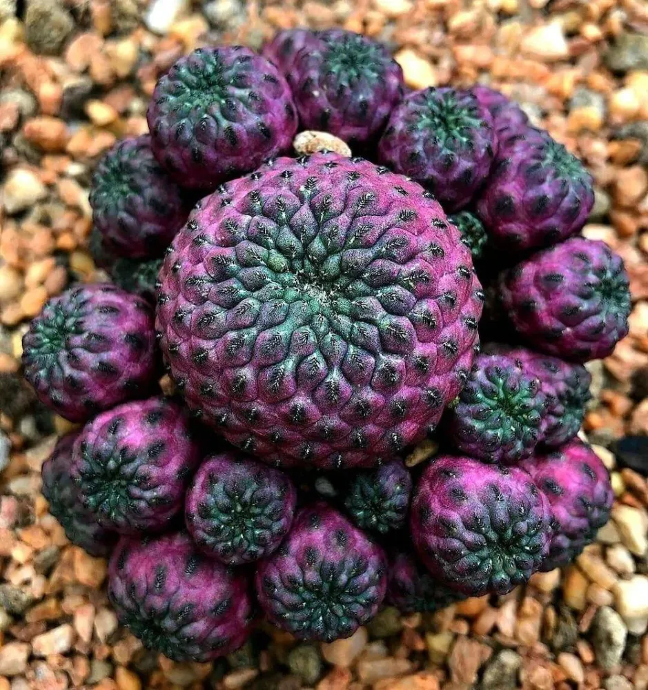 Sulcorebutia rauschii (Purple cactus) - exemplare XL