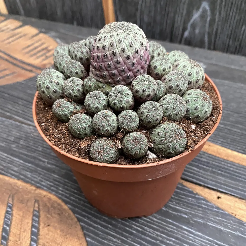 Sulcorebutia rauschii (Purple cactus) - exemplare XL