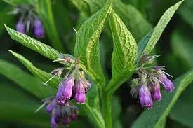 Symphytum Officinalis