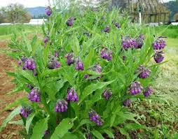 Symphytum Officinalis