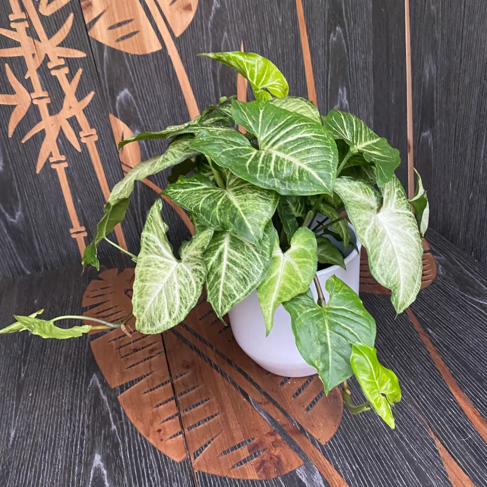 Syngonium Arrow (planta sageata) - exemplare XL