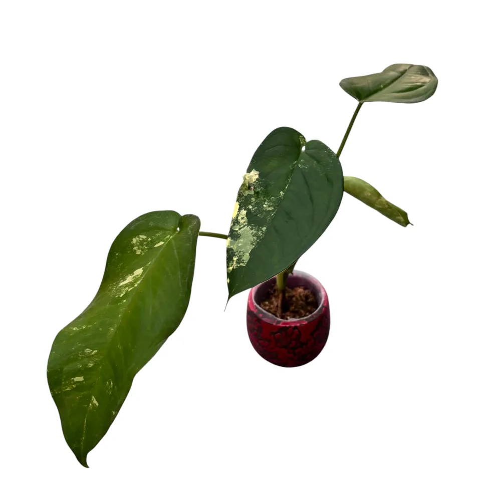 Syngonium chiapense 'Variegata'