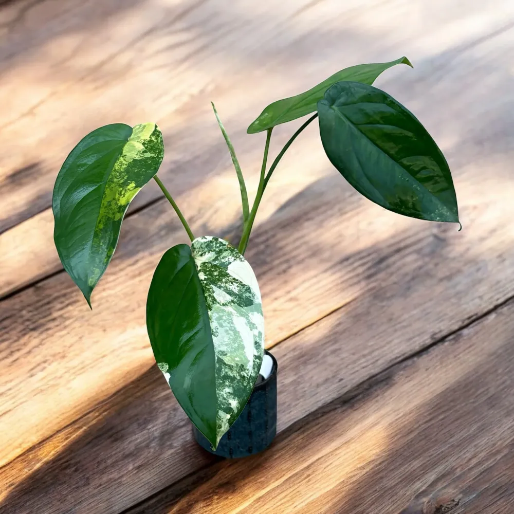 Syngonium chiapense 'Variegata'