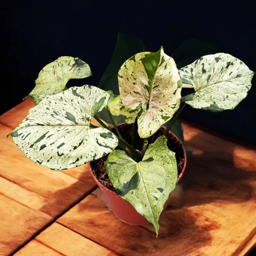 Syngonium ‘Grey Ghost’