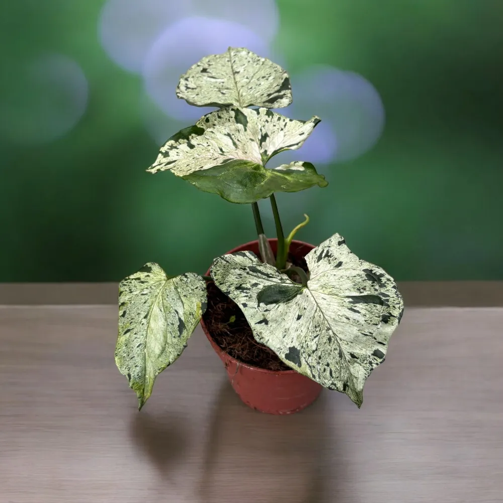 Syngonium ‘Grey Ghost’