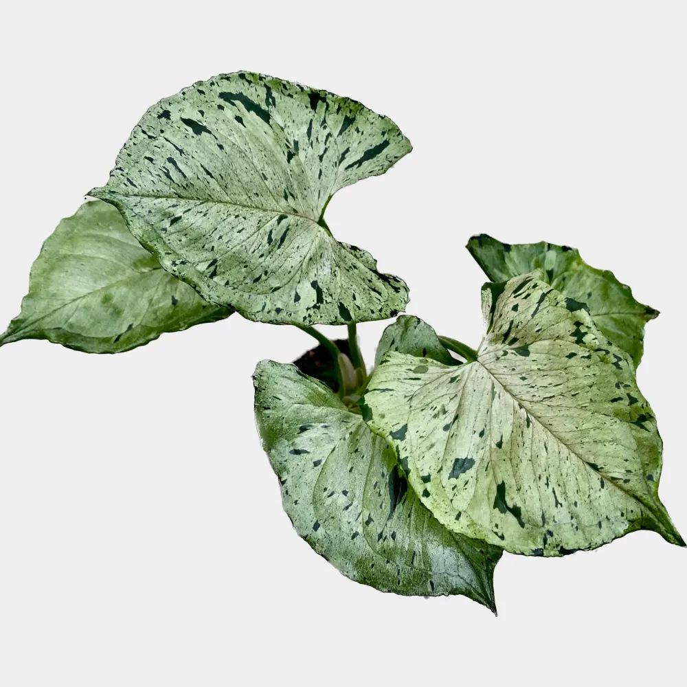 Syngonium ‘Grey Ghost’