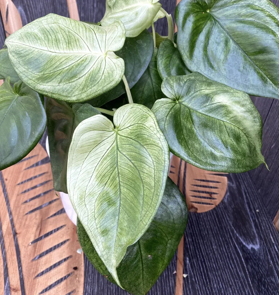 Syngonium macrophyllum 'Ice Frost' (Frosted Heart) - exemplare XL (2-3 plante/ghiveci)
