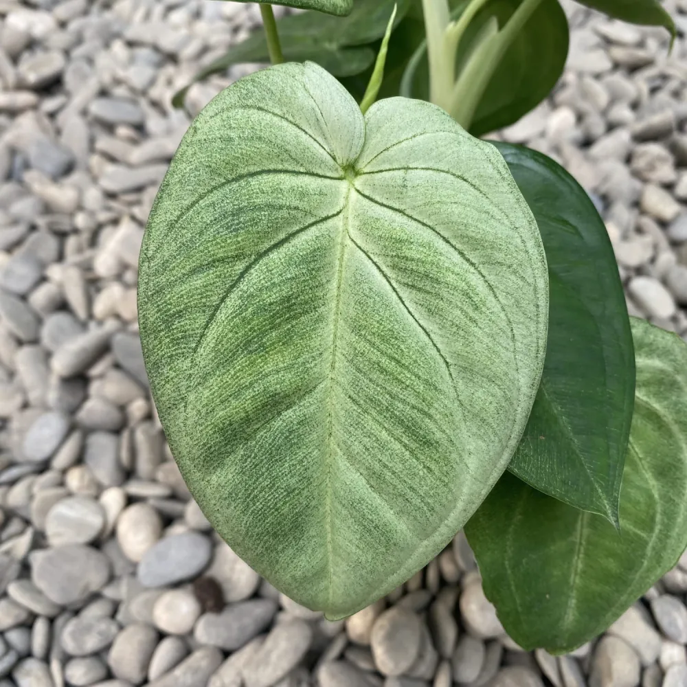 Syngonium macrophyllum 'Ice Frost' (Frosted Heart) - exemplare XL (2-3 plante/ghiveci)