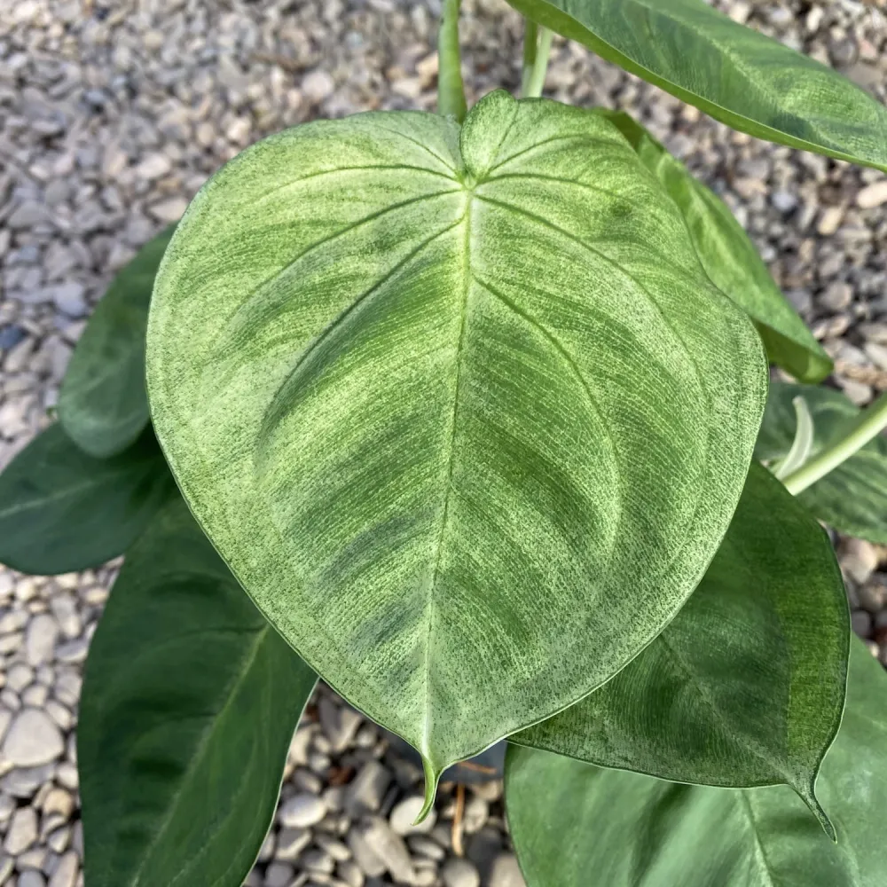 Syngonium macrophyllum 'Ice Frost' (Frosted Heart) - exemplare XL (2-3 plante/ghiveci)