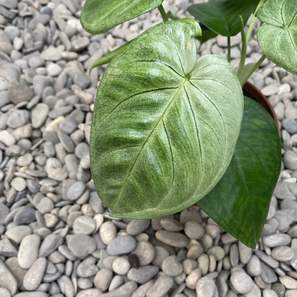 Syngonium macrophyllum 'Ice Frost' (Frosted Heart) - exemplare XL (2-3 plante/ghiveci)
