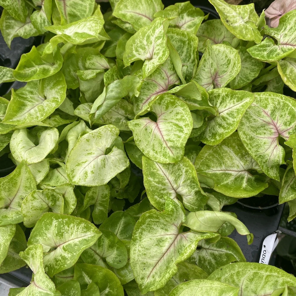 Syngonium Mango Allusion (babyplant)