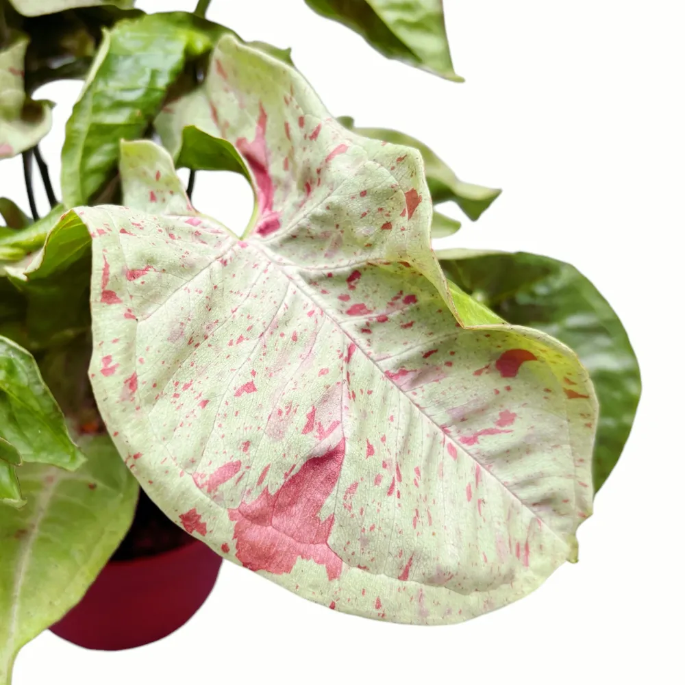 Syngonium Milk Confetti (strong variegation)