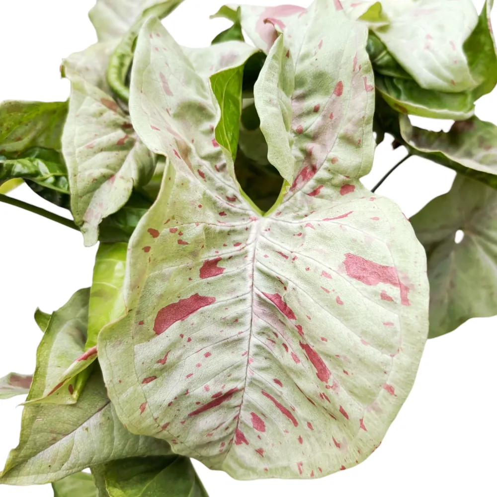 Syngonium Milk Confetti (strong variegation)