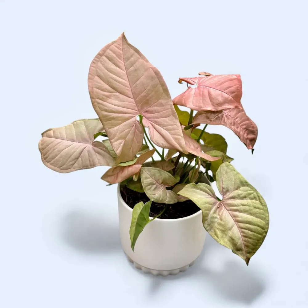 Syngonium Neon Robusta D12
