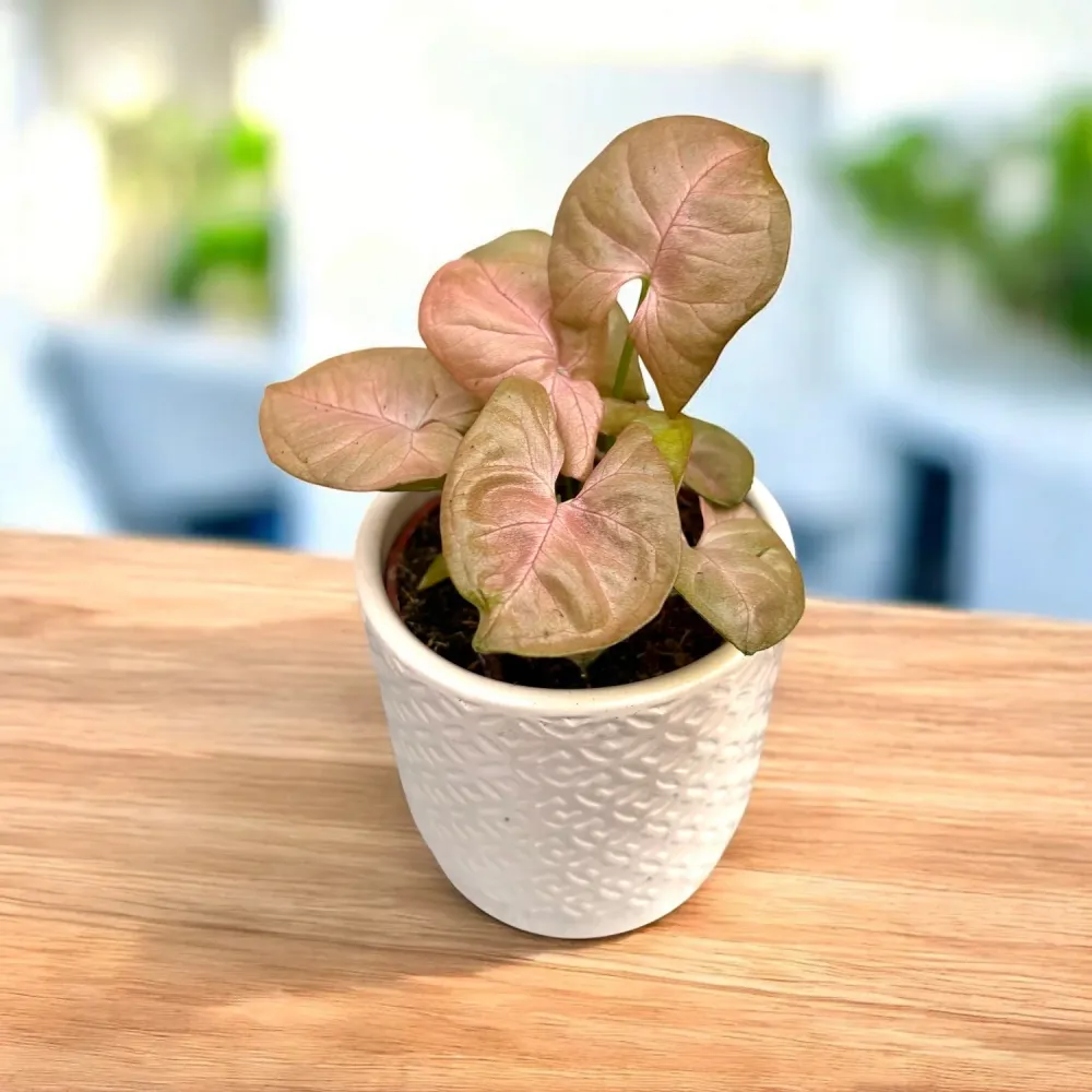 Syngonium Neon Robusta (Red King) D9