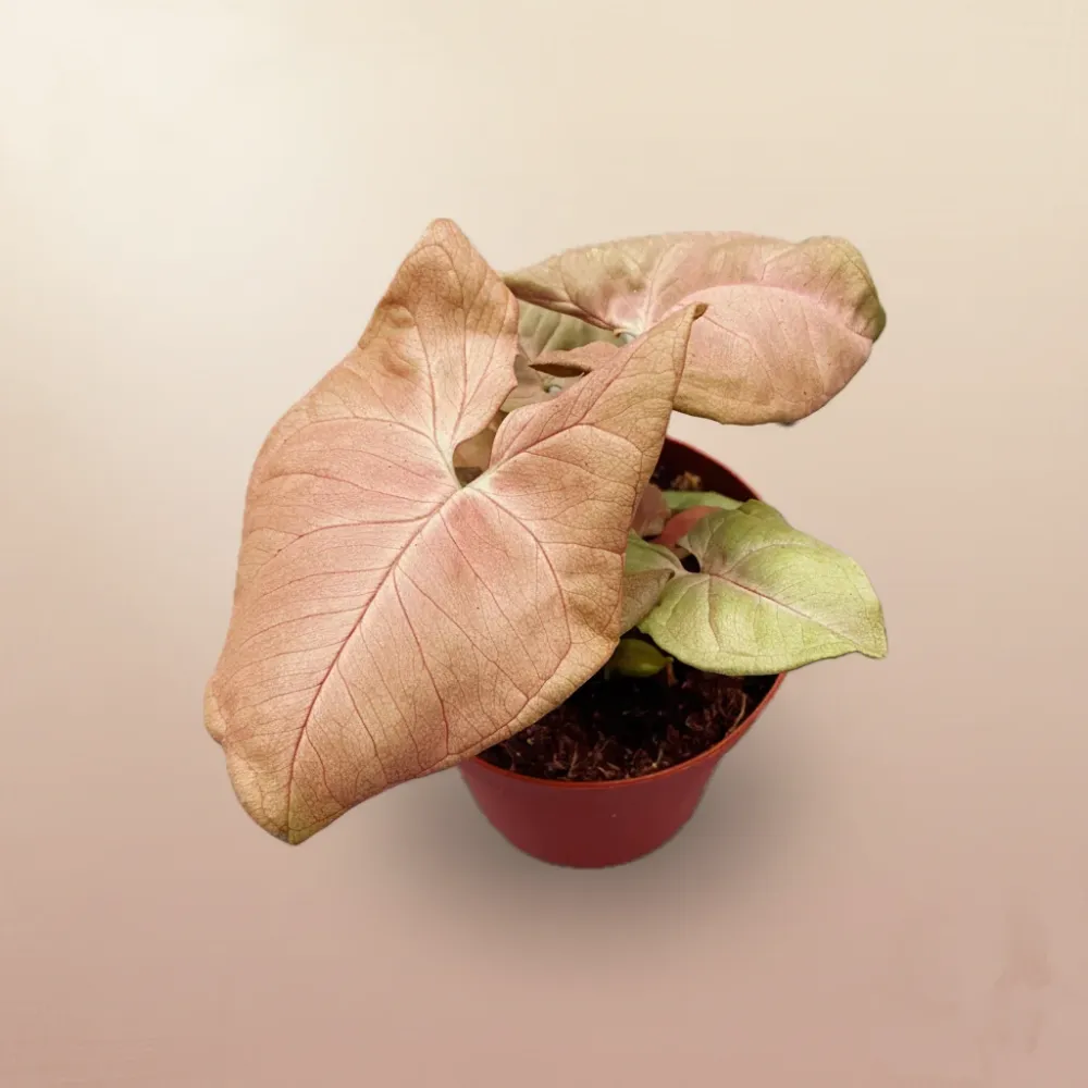Syngonium Neon Robusta (Red King) D9