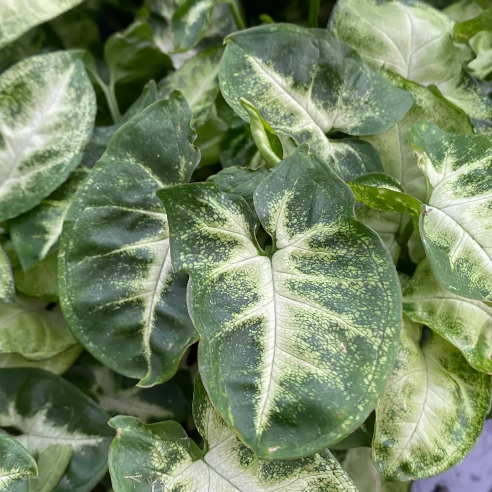 Syngonium ‘Pixie’ (babyplant) – frunzis mini, compact, perfect pentru spatii mici