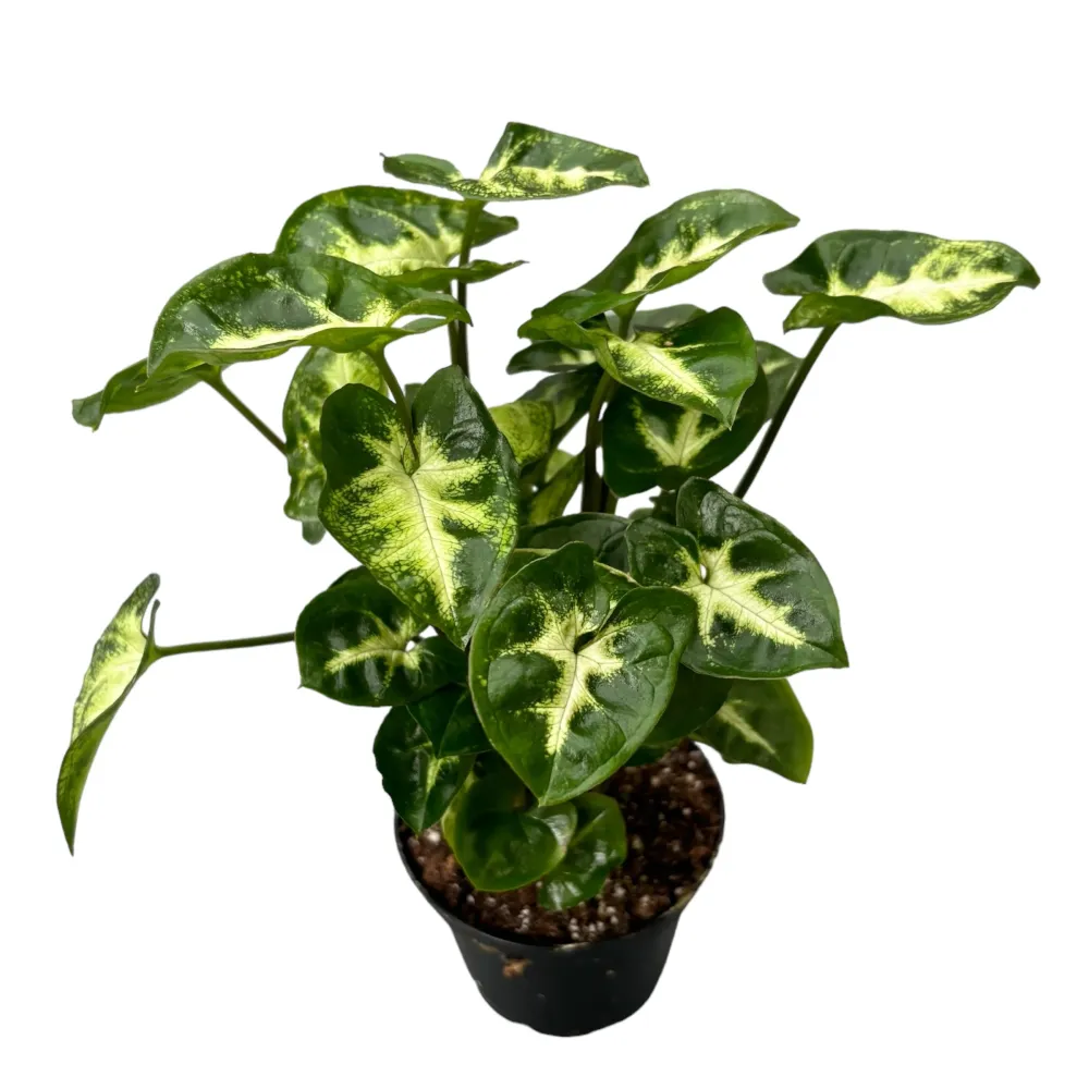 Syngonium ‘Pixie’ (babyplant) – frunzis mini, compact, perfect pentru spatii mici