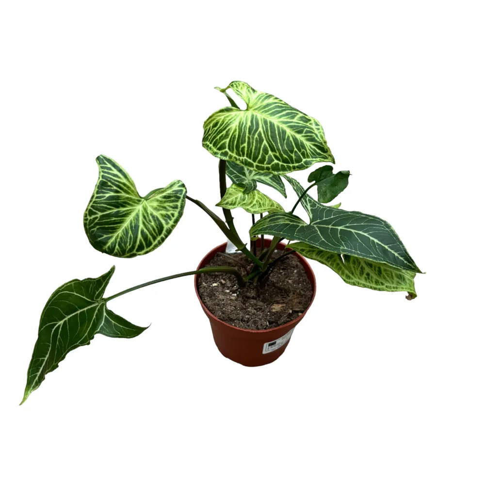 Syngonium podophyllum 'Batik'