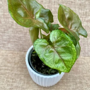 Syngonium podophyllum 'Berry Allusion' (babyplant)