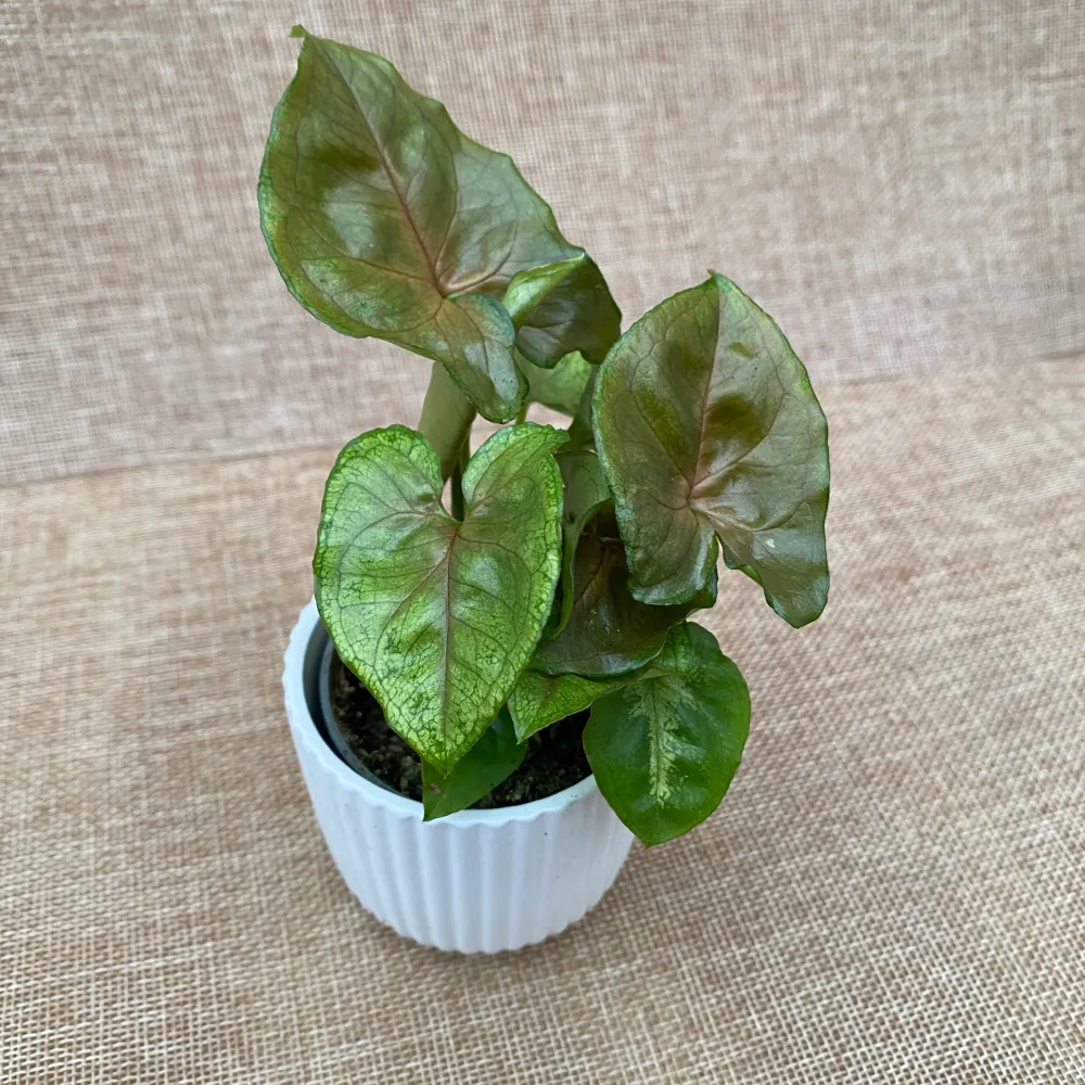 Syngonium podophyllum 'Berry Allusion' (babyplant)