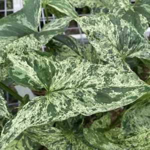 Syngonium podophyllum Mottled 'Mojito' 2pp babyplant